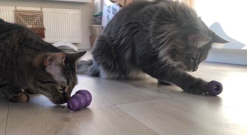 katten spelen met een Kong