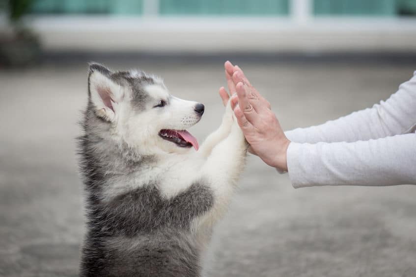 Visolie gezond voor puppies