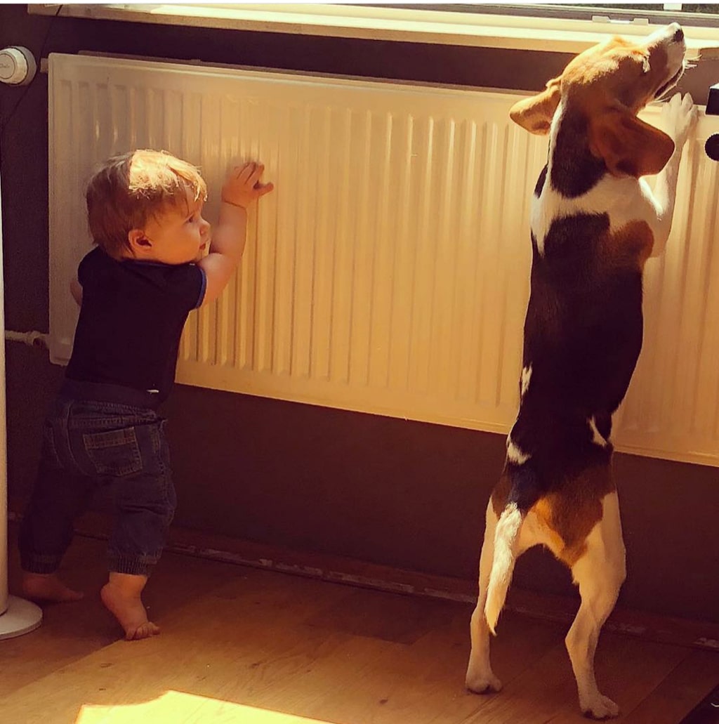 Beagle samen met kindje een echte gezinshond