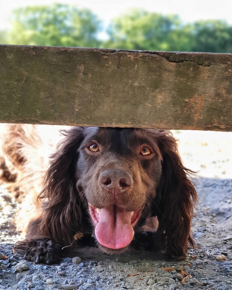 Wiske Working Cocker