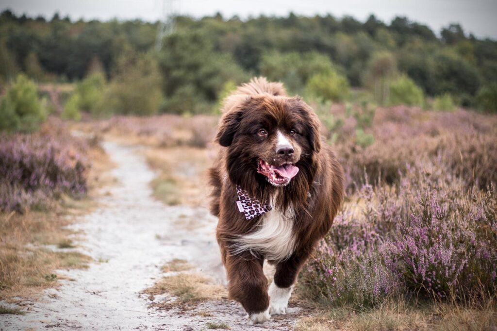 Hondenfoto Bumper Brunsummerheide