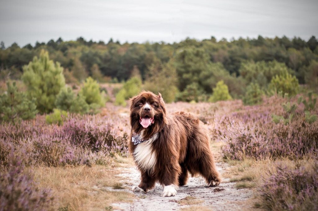 Heide foto hond Bumper Limburg