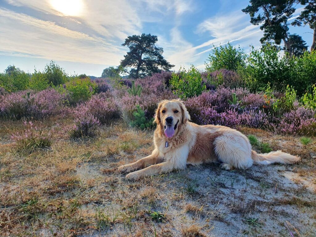 Guus op de bloeiende heide