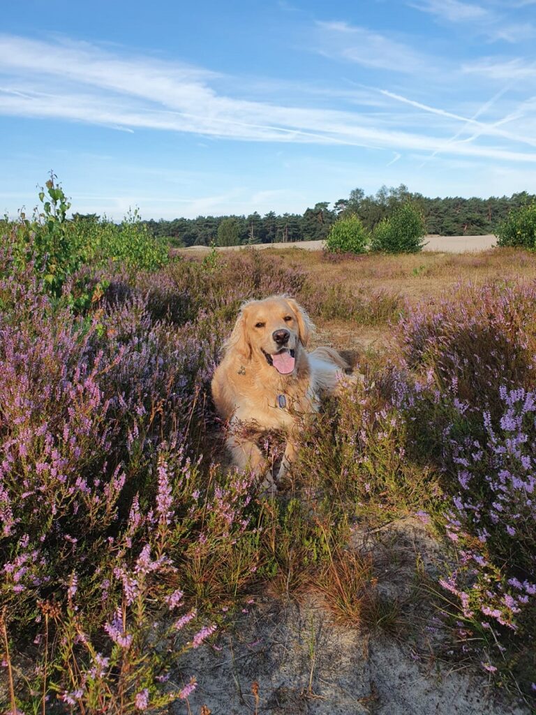 Guus in de Soesterduinen paarse heide