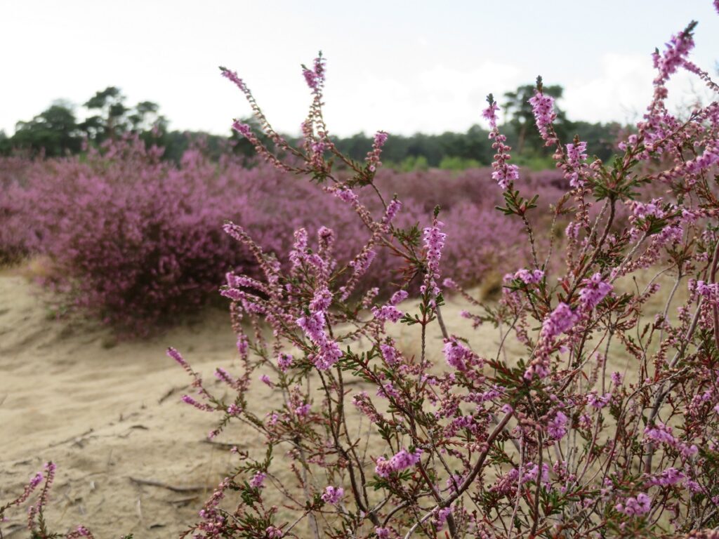 Bloeiende heide