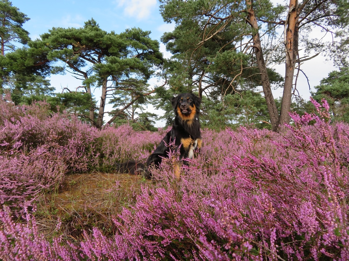 Hondenfoto s Op De Paarse Heide The Dog Pen Hondenblog