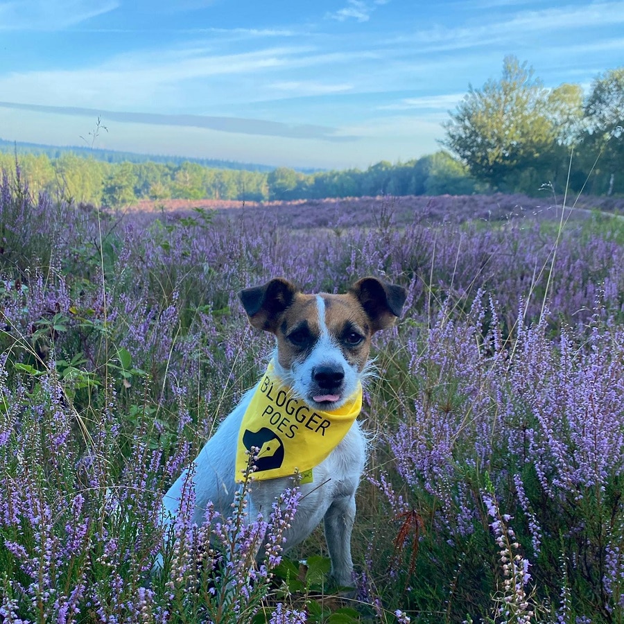 Poes op de heide in Utrecht