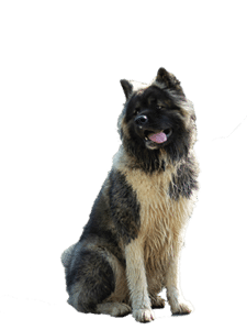 Historie American Akita