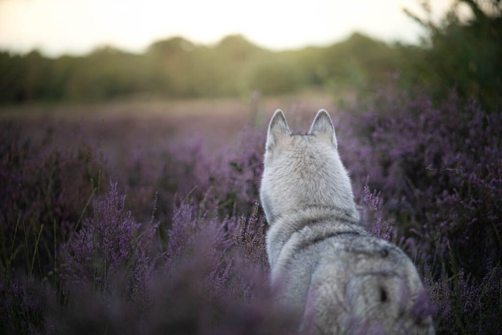 Hondenfotograaf op de heide