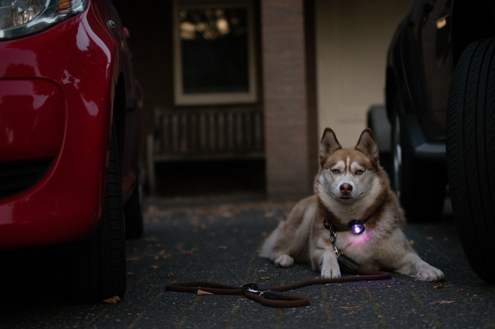Husky met Orbiloc