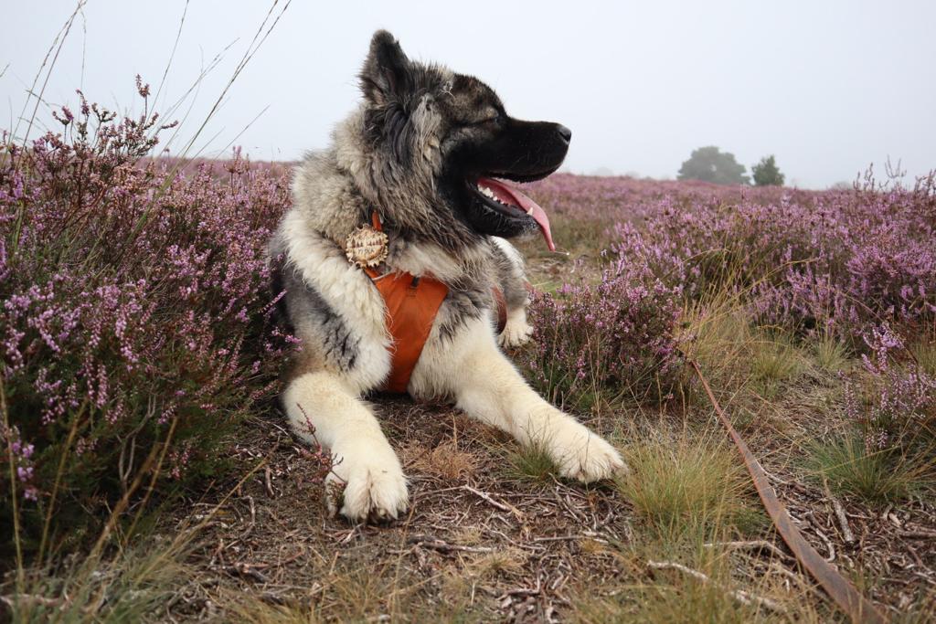 Yiska op de heide