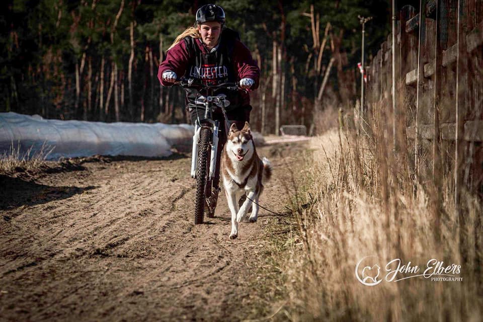 Sledehonden training de voorbereiding