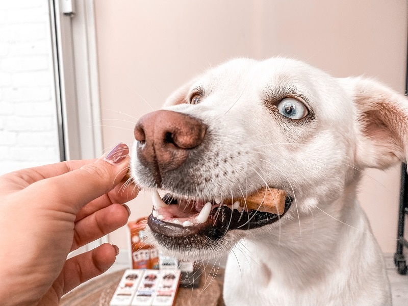 Bella kauwt op Denzels hondensnacks