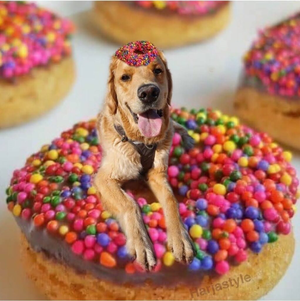 Guus als donut Instagram