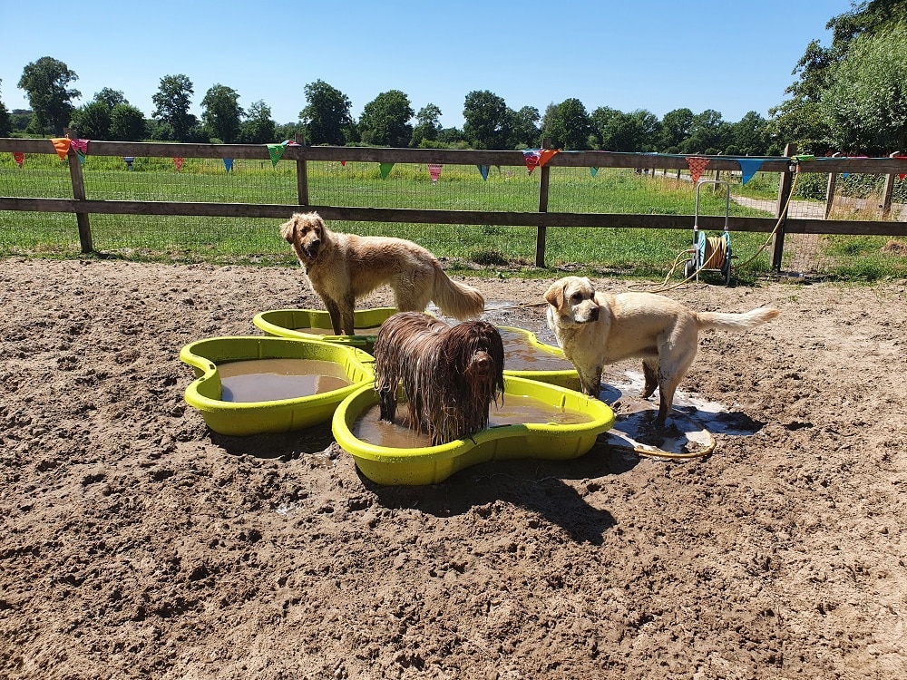 Guus en opvanghonden in modderbad