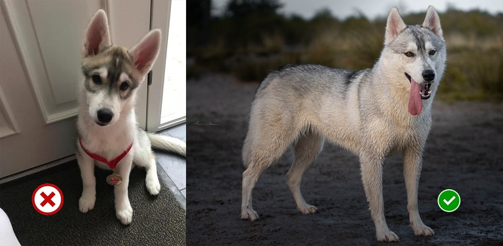 Leeftijd sledehond mushing