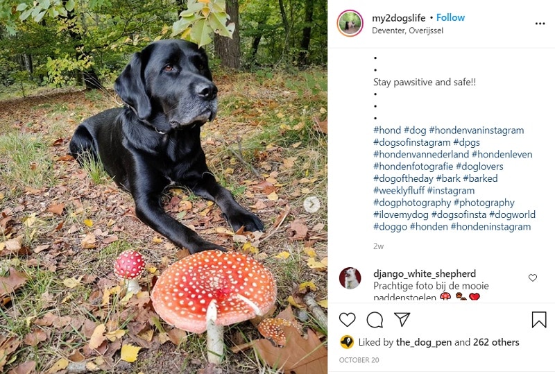 Hashtags op Instagram honden