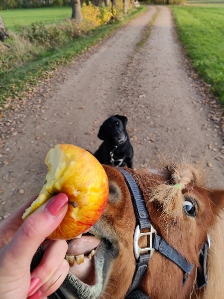 samen appel eten - hond en paard