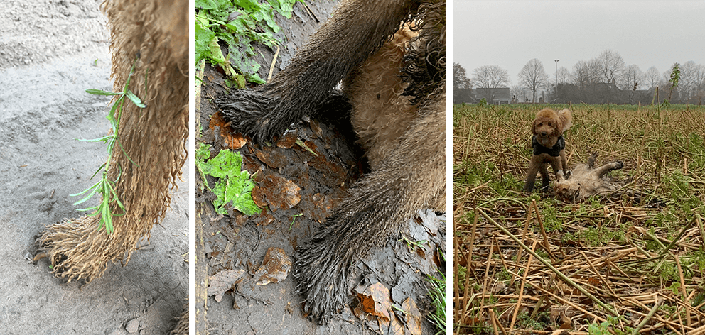 modder in de poedelvacht