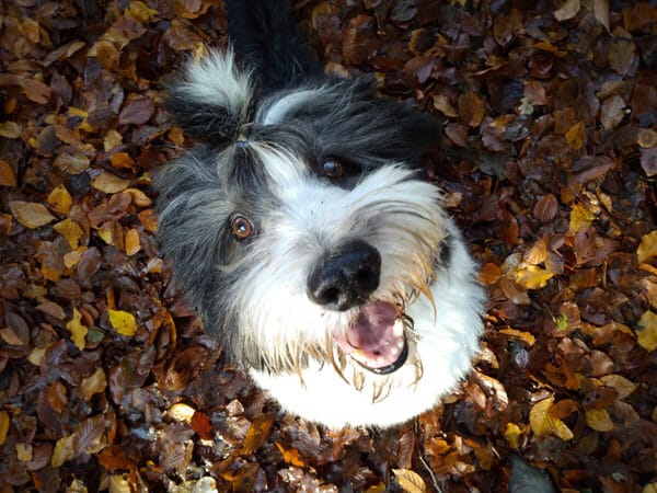 Bearded collie Bommel close-up