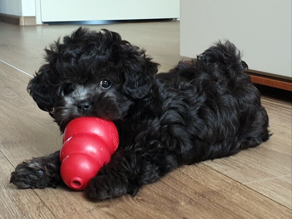 puppy boomer Tommy met gevulde Kong