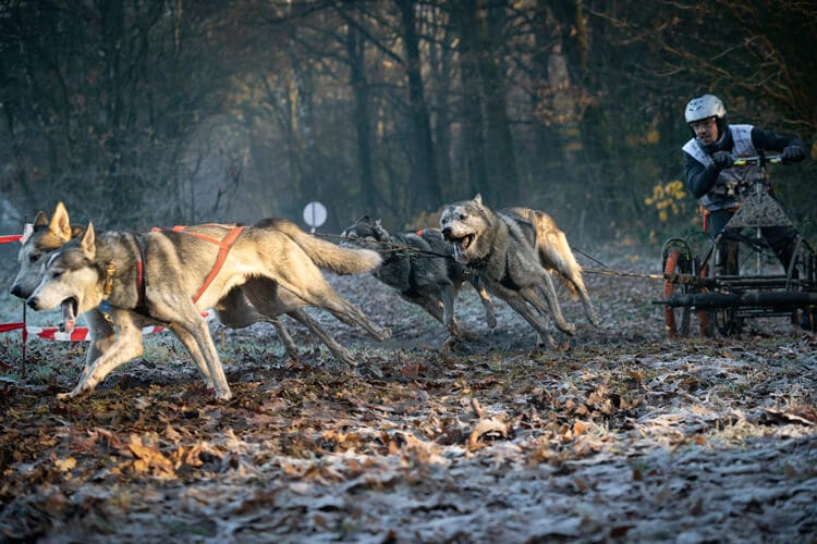 husky's voor kar tijdens mushen