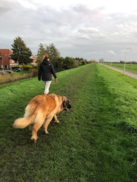 Evi verhuizen nieuwe wandelplek