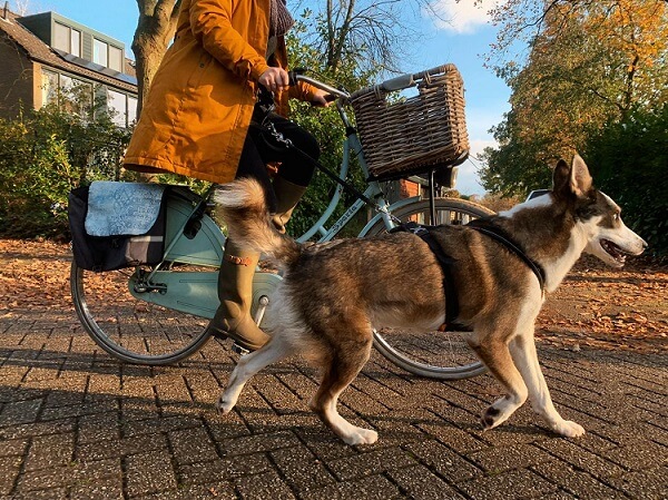 Met de hond naast de fiets lopen