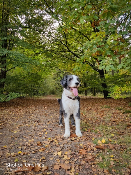 Bearded collie Bommel in het groene bos