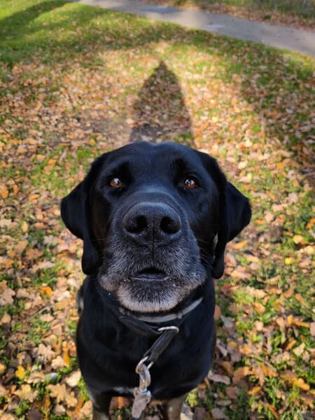 close-up van Odin kruising labrador