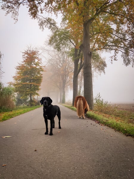 Labrador kruising Odin in de mist