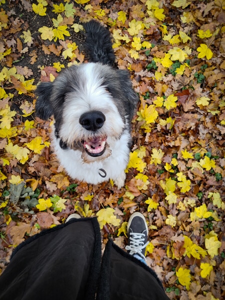 Bearded collie Bommel tussen de herfstbladeren