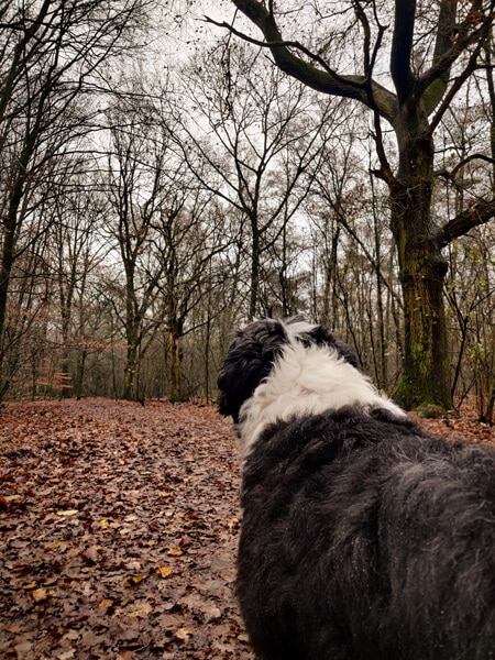 Bearded collie Bommel in de regen kale bomen