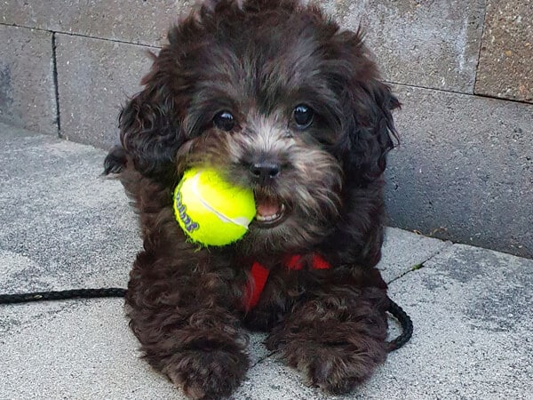 Tommy en zijn Kong Squeakair Ball