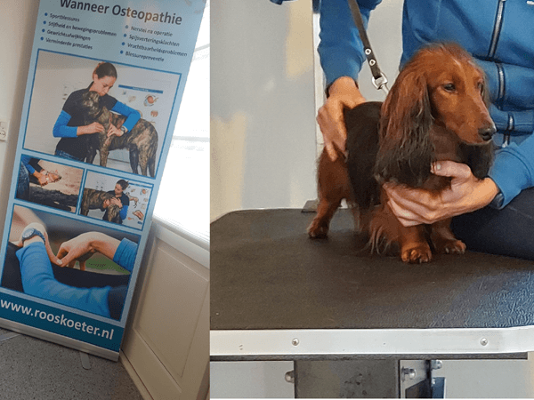Langharige dwergteckel Brenda bij de osteopaat
