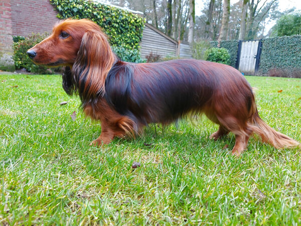 Langharige dwergteckel Brenda