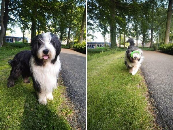 Bommel senior bearded collie