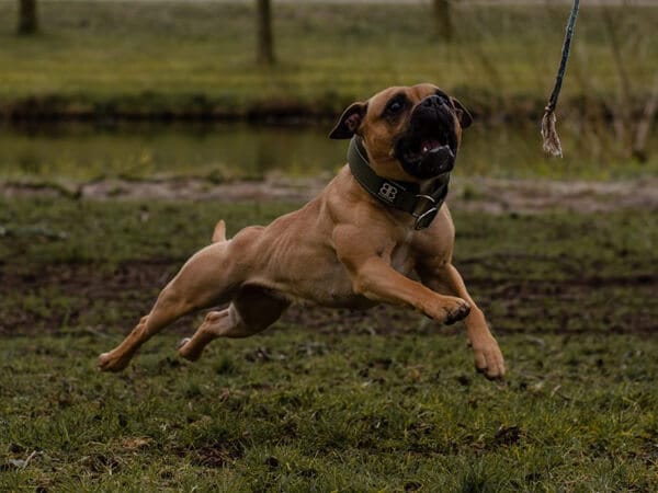 Staffordshire Bull Terriër aan het sporten