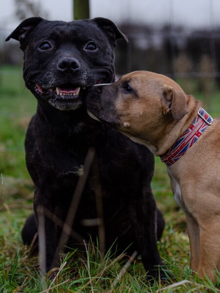 Staffordshire Bull Terriër Vaös en Berp