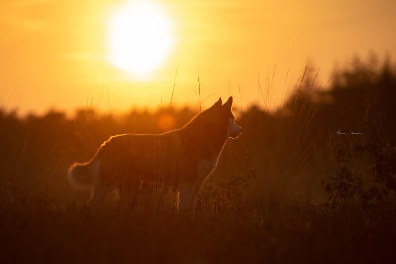 favoriete wandelgebied Buntven