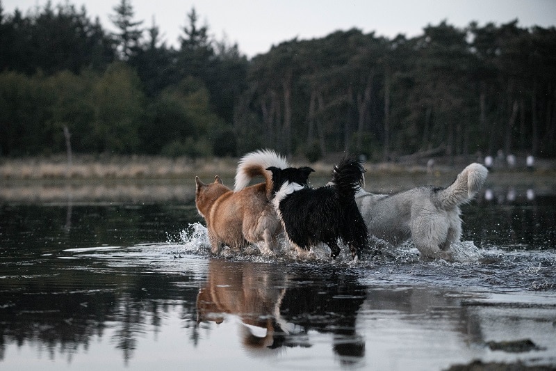 Lekker samen in het water