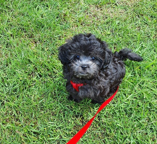 Tommy puppy in het gras plassen