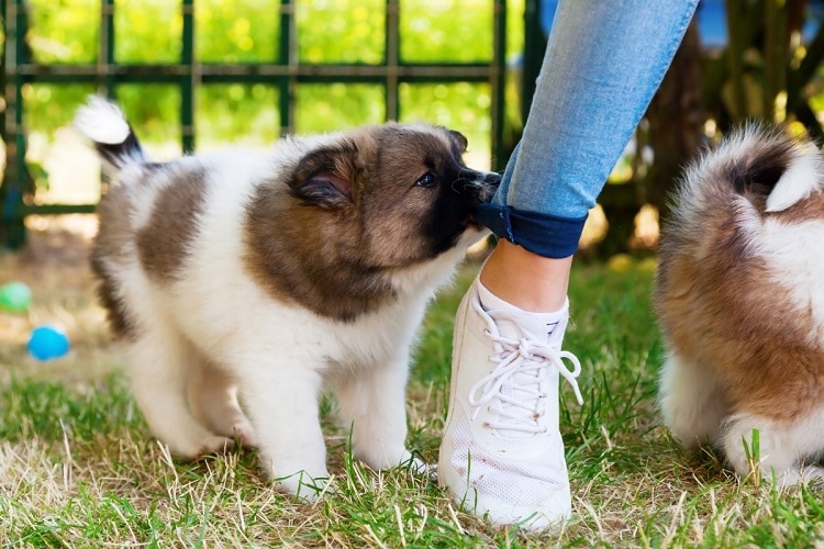 puppy trek aan broek