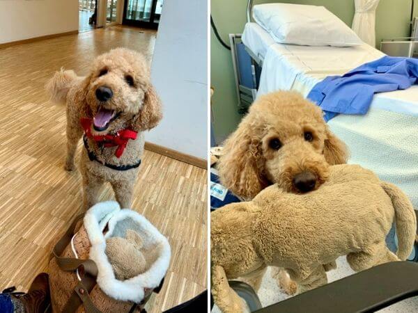 hulphond tynke met knuffel als troost