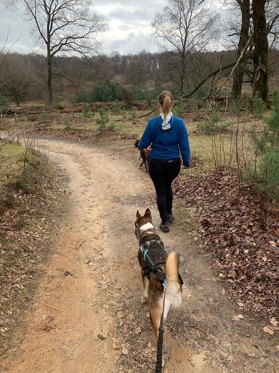 Natte neuzen trail canicross