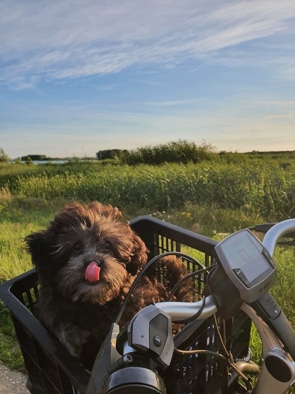 Hondje in de fietsmand