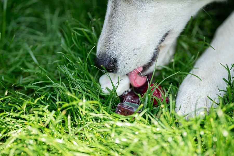 Husky zelfgemaakt hondenijsje