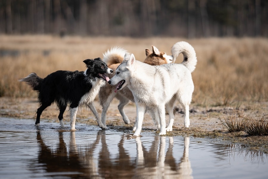 Afkoelen in het water