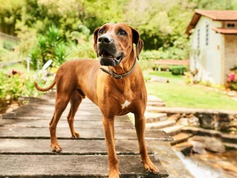 Vakantie met hond hotel natuurgebied