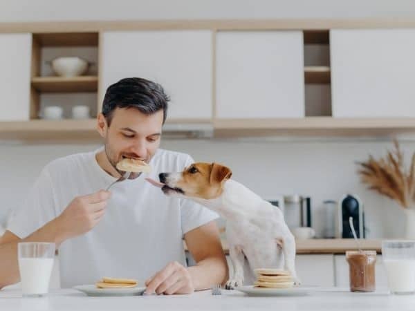 hond pannenkoek eten